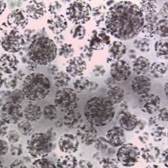 Kwaliteit  Protein Purification Magnetic Agarose Beads 10 - 30 μm 20% Volume Ratio 50 mL Fabriek