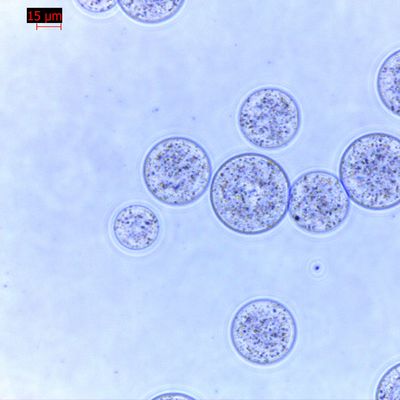 Kwaliteit  Agrose Magnetic Beads Protein Purification 30 μm 10% Volume Ratio 100 mL Fabriek