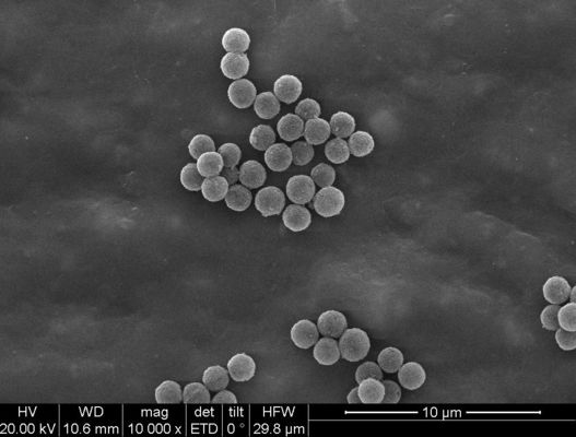 1μm Streptavidin vangen de Magnetische Parels voor de Sorterende Sonde van de Chemiluminescentiecel
