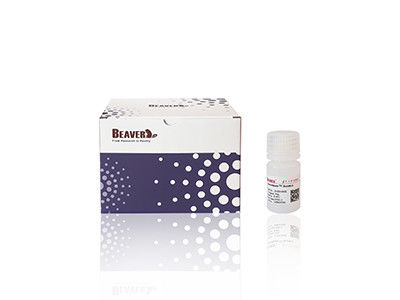 Mag OH Magnetische kralen DNA-extractie Silica Magnetische kralen Fe3O4 1 μm 10 mg / ml 50 mL