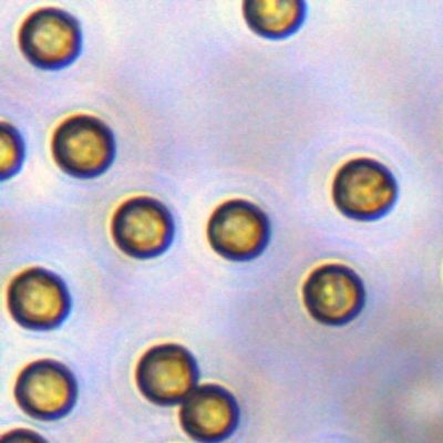 5μm Streptavidin SA Magbeads voor Sonde vangen 10 mg/ml 1 ml