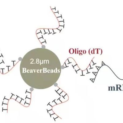 2 ml 2,8 Oligo dT μm Magnetische Parels vangen Hoogte - kwaliteit mRNA