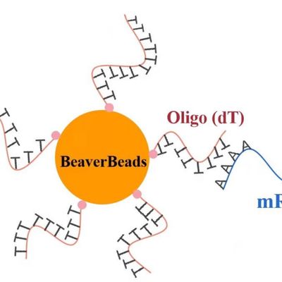 1mL 2,8 Oligo dT μm Magnetische Parels voor DNA-BibliotheekBouwdoos FDA