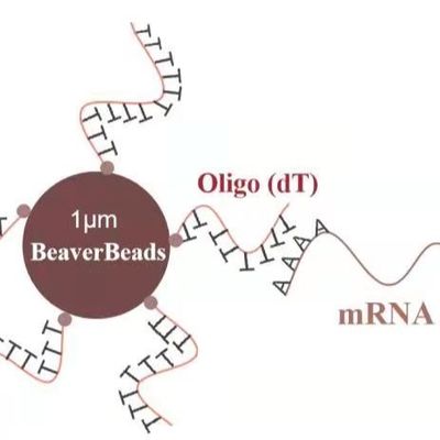 5 ml 1 μm Magnetische van de de Bibliotheekbouw van Parelsdna dT van Kit Oligo binden mRNA Polya